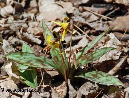 Photo d'�rythrone d'Am�rique - Erythronium americanum