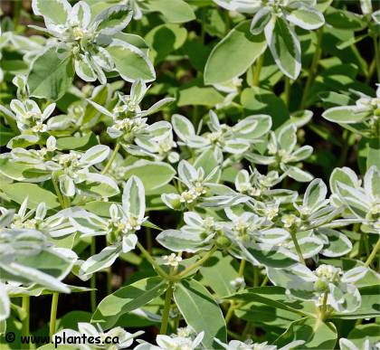 Photo d'Euphorbe panach�e - Euphorbia marginata