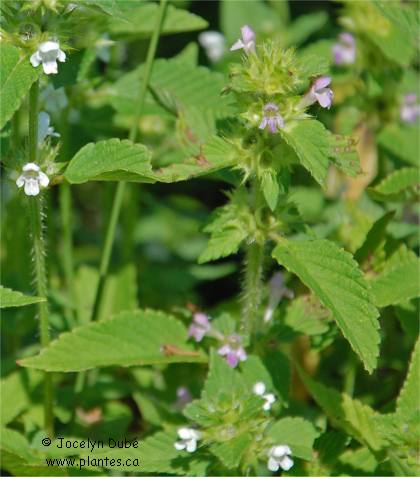 Photo de Gal�opside � tige carr�e - Galeopsis tetrahit