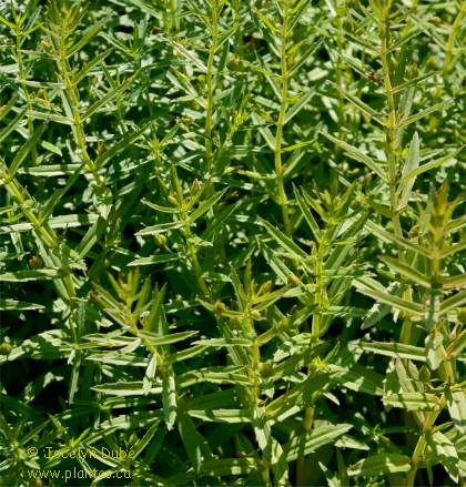 Photo de Gratiole officinale - Gratiola officinalis