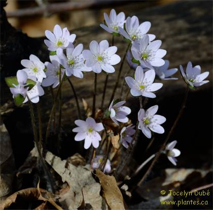 Photo d'Heuch�re 'Marmelade' - Hepatica acutiloba