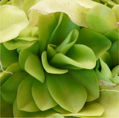 Photo de Grassette - Pinguicula