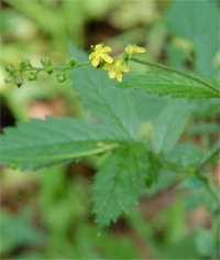 Photo d'aigremoine � s�pales crochus - Agrimonia gryposepala