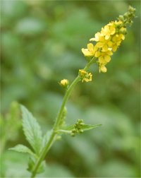 Photo d'aigremoine � peties fleurs - Agrimonia parviflora