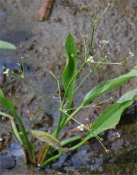 Photo de plantain d'eau - Alisma plantago-aquatica