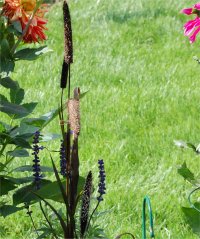 Photo de millet - Milium effusum