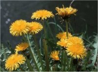 Photo de pissenlit - Taraxacum officinale