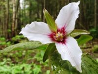Trillium undulatum - Photo d'un trille ondul�