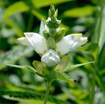 Photo de Gallane oblique - Chelone obliqua 'alba'
