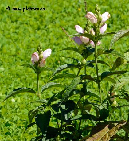 Photo de Gallane oblique - Chelone obliqua