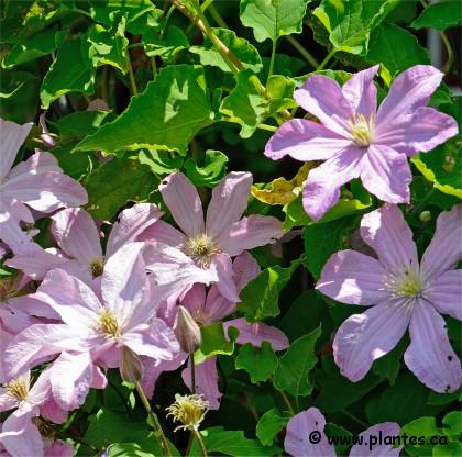 Photo de Cl�matite 'Comtesse de Bouchaud' - Clematis 'Comtesse de Bouchaud'