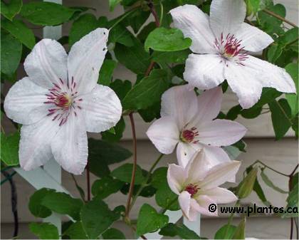 Photo de Cl�matite 'John Paul 2' - Clematis 'John Paul II'