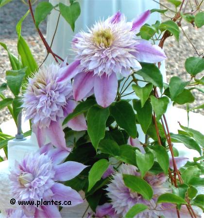 Photo de Cl�matite Jos�phine - Clematis 'Josephine'