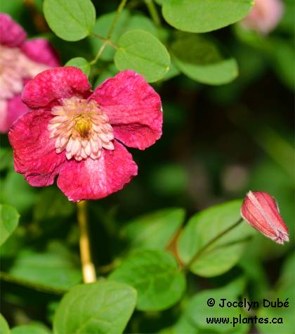 Photo de Cl�matite Avant-garde - Clematis viticella 'Avant-gardel'
