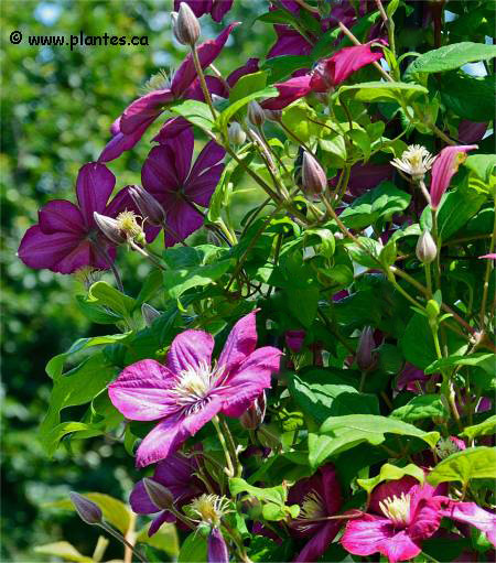 Photo de Cl�matite Ville de Lyon - Clematis 'Ville de Lyon'