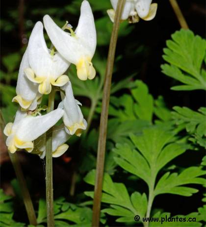 Photo de dicentre � capuchon - Dicentra cucullaria