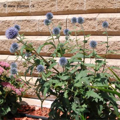 Photo de chardon bleu - Echinops ritro