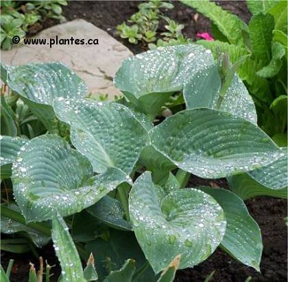 Photo d'Hosta de Siebold Big Daddy - Hosta sieboldiana 'Big Daddy'