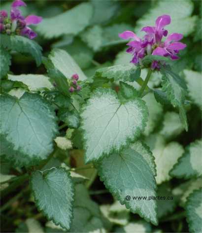 Photo de lamier tachet� - Lamium maculatum