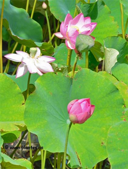 Photo de Lotus des Indes - Nelumbo nucifera