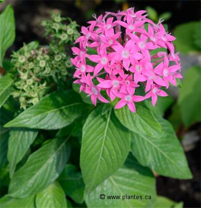 Photo de Pentas lanc�ol� - Pentas lanceolata