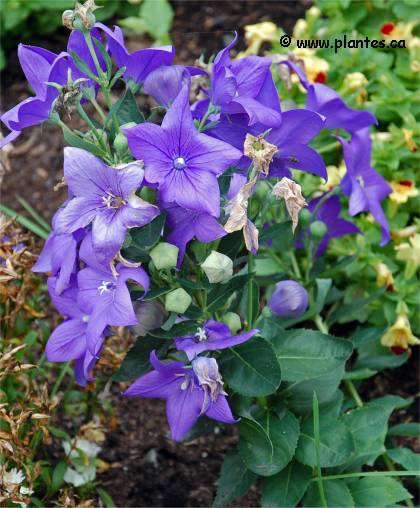 Photo de Platycodon � grandes fleurs - Platycodon grandiflorus