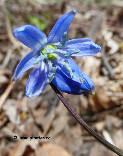 Fleur de Scille de Sib�rie - Scilla siberica