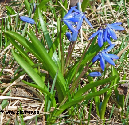 Photo de Scille de Sib�rie - Scilla siberica