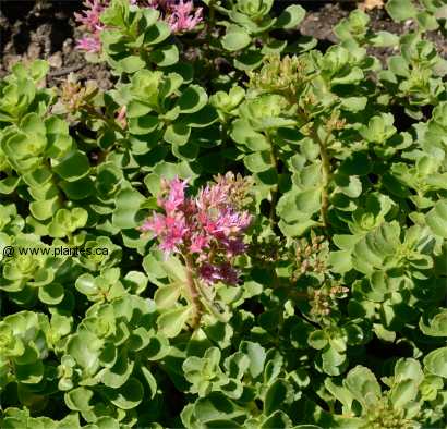 Photo de S�dum du caucase - Sedum spurium