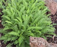 Achilea millefolium - Achill�e millefeuille