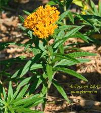 Photo d'Ascl�piade tub�reuse - Asclepias tuberosa