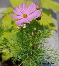 Cosmos bipenn� - Photo de cosmos bipinnatus
