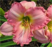 Hemerocallis Antique rose - H�m�rocalle