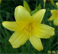 Hemerocallis Atlas - H�m�rocalle