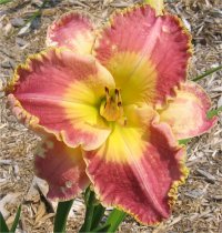 Hemerocallis Idas magic - Photo d'une h�m�rocalle