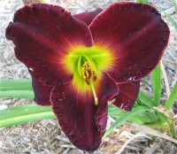 Hemerocallis Jamaican Midnight - Photo de fleur d'h�m�rocalle