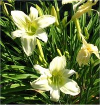 Hemerocallis Ice carnival - Photo d'h�m�rocalle
