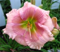 Hemerocallis Janice Brown - H�m�rocalle