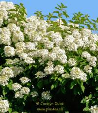 Hydrangea paniculata - Hydrang�e panicul�e