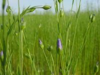 Photo de lin textile - Linum usitatissimum