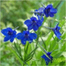 Photo de fleurs de delphinium butterfly blue