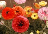 Photo de renoncule des fleuristes - Ranunculus asiaticus