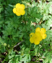 Photo de renoncule rampant - Ranunculus repens
