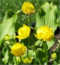 Trollius x culturum - Photo de Trolle - Boule d'or